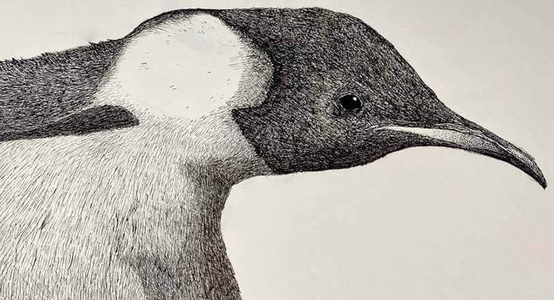 Marco Dorazio ’24 Penguin drawing